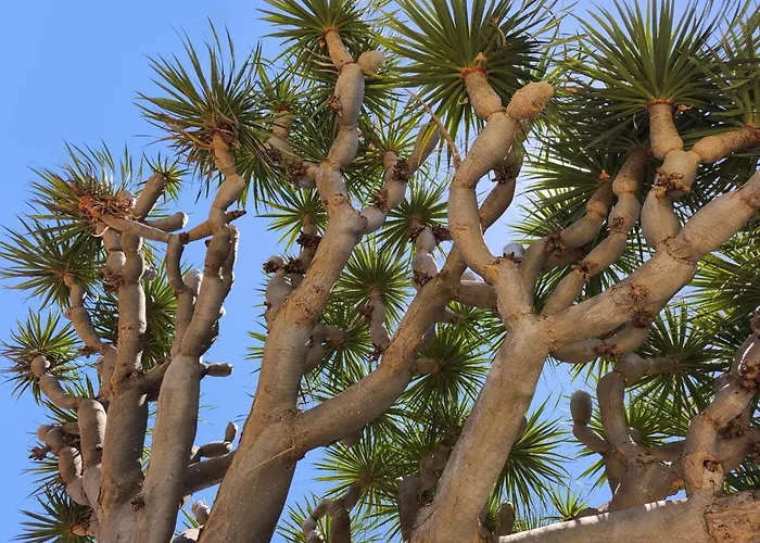 Lägenhet Great Views & Heated Pool - El Perenquen 4 La Matanza De Acentejo